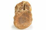 Triassic Fossil Phytosaur Vertebra Centrum - Texas #315769-3